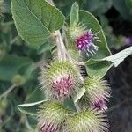 Arctium nemorosum flower picture by Philippe NAUMOWICZ (cc-by-sa)