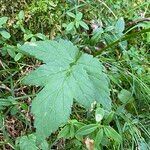 Heracleum austriacum leaf picture by Lennaert Steen (cc-by-sa)