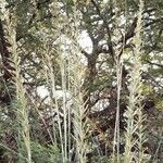 Cortaderia speciosa flower picture by Trap Hers (cc-by-sa)