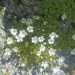 Cerastium uniflorum flower picture by Omar76 (cc-by-sa)