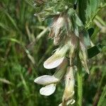 Vicia pannonica flower picture by jacques maréchal (cc-by-sa)