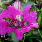 Silene elisabethae flower picture by Aurelio Cabri Aurelio Cabri (cc-by-sa)