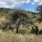 Balanites aegyptiaca habit picture by susan brown (cc-by-sa)