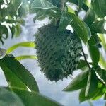 Annona montana fruit picture by Pantoja Santiago Peter (cc-by-sa)