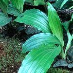 Calanthe triplicata habit picture by Pierre Bonnet (cc-by-sa)