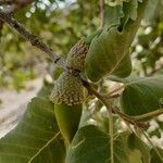 Quercus brantii fruit picture by M. Hedayat (cc-by-sa)