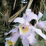 Cattleya mendelii flower picture by tangarife joham (cc-by-sa)