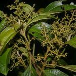 Miconia theizans leaf picture by Nelson Zamora Villalobos (cc-by-nc)