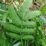 Piptadenia gonoacantha leaf picture by Thiago Flores Flores (cc-by-sa)