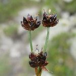 Juncus arcticus flower picture by margarida vila (cc-by-sa)