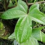 Dioscorea trifida leaf picture by Anghelo Herrera Calvo (cc-by-sa)