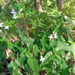 Pseuderanthemum variabile leaf picture by A M (cc-by-sa)