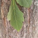 Koelreuteria paniculata leaf picture by Tolentino Filippo (cc-by-sa)