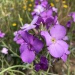 Matthiola maderensis flower picture by Aline Mulot (cc-by-sa)