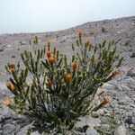 Chuquiraga jussieui flower picture by Fabien Anthelme (cc-by-sa)