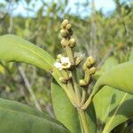 Avicennia schaueriana leaf picture by Renato Lima (cc-by-sa)