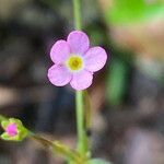 Androsace chaixii flower picture by Francois Mansour (cc-by-sa)