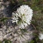 Marshallia caespitosa flower picture by Jeska Toma (cc-by-sa)