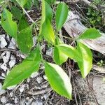 Bunchosia swartziana leaf picture by Alfredo Dorantes Euan (cc-by-sa)