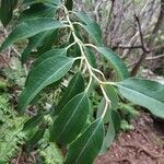 Agarista salicifolia leaf picture by Matthieu Gebus (cc-by-sa)