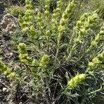 Phlomis lychnitis leaf picture by borras rafael (cc-by-sa)