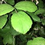 Rubus macrophyllus leaf picture by Rossetto Luca (cc-by-sa)