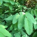 Sanguisorba canadensis leaf picture by Kris O’Kane (cc-by-sa)