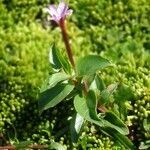 Epilobium alsinifolium habit picture by Alain Bigou (cc-by-sa)