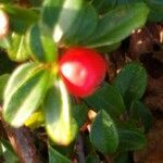 Cotoneaster integrifolius fruit picture by Christophe PAUGET (cc-by-sa)