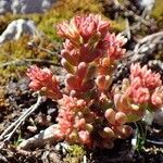 Sedum atratum habit picture by Yoan MARTIN (cc-by-sa)