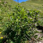 Alnus alnobetula habit picture by Fabien Anthelme (cc-by-sa)