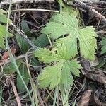 Geranium maculatum leaf picture by Laura Doucet (cc-by-sa)