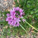 Allium unifolium flower picture by christine Lesca Maillard (cc-by-sa)