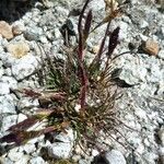 Agrostis tolucensis habit picture by Fabien Anthelme (cc-by-sa)