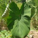 Colocasia esculenta leaf picture by Gabrieli Kohls (cc-by-sa)