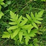 Onoclea sensibilis habit picture by William Coville (cc-by-sa)