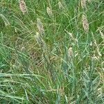 Phalaris angusta habit picture by Trap Hers (cc-by-sa)