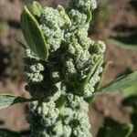 Chenopodium quinoa fruit picture by Jean-Christophe Lombardo (cc-by-sa)