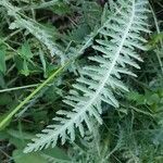 Achillea filipendulina leaf picture by Bérold Costa (cc-by-sa)