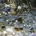 Ranunculus aquatilis habit picture by Clara Wagner (cc-by-sa)