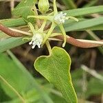 Cynanchum hastifolium flower picture by susan brown (cc-by-sa)