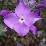 Matthiola incana flower picture by NICOLAS VERON (cc-by-sa)