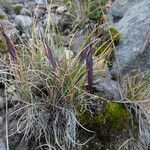 Festuca livida habit picture by Fabien Anthelme (cc-by-sa)