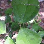 Strychnos henningsii leaf picture by Maarten Vanhove (cc-by-sa)