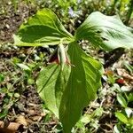 Trillium erectum leaf picture by Peter Weber (cc-by-sa)