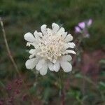 Scabiosa ochroleuca flower picture by Denisa Regine Novotná (cc-by-sa)