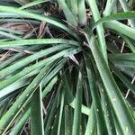 Aechmea distichantha leaf picture by Lorenzi Harri (cc-by-sa)