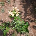 Collomia grandiflora flower picture by didier didier dailly (cc-by-sa)