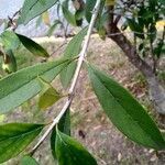 Citharexylum montevidense leaf picture by cabana carlos manuel (cc-by-sa)