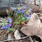 Pulmonaria mollis flower picture by Dubrovin Denis (cc-by-sa)